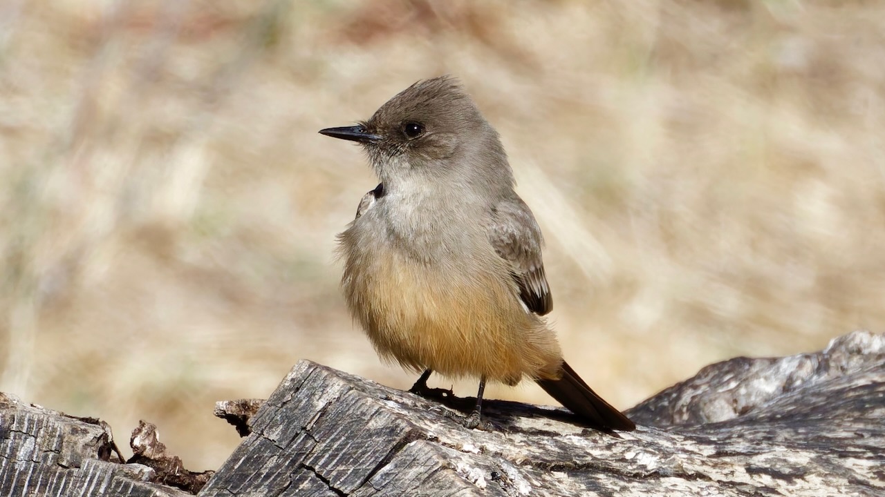 Say's Phoebe