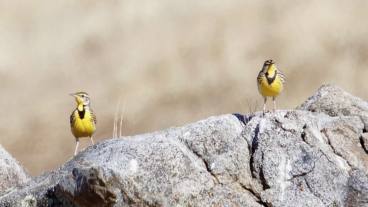 Western Meadowlarks