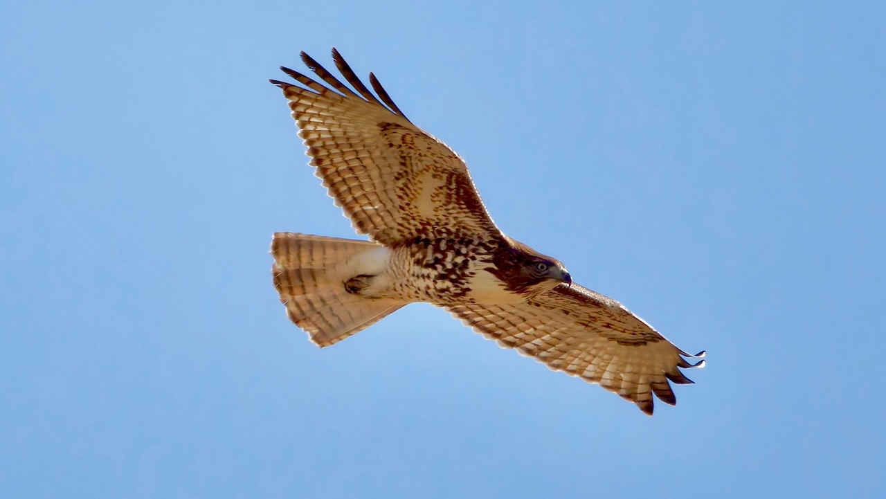 Red-tailed Hawk