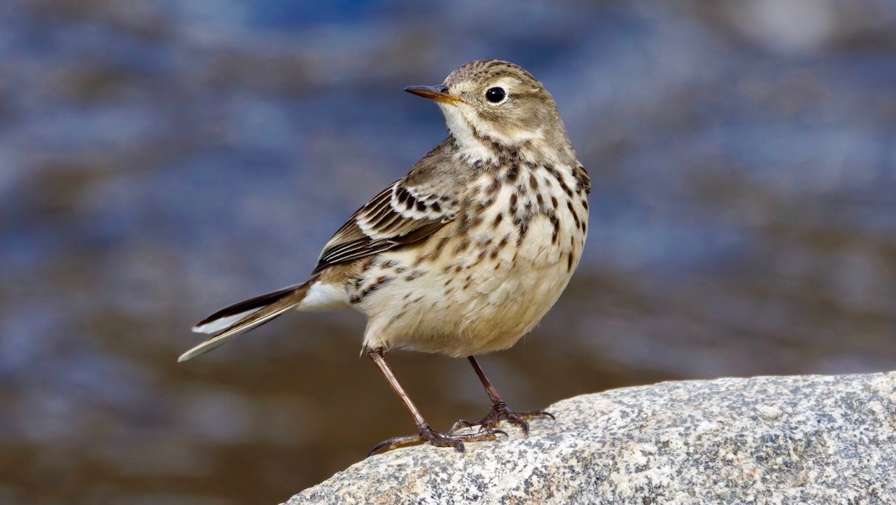 American Pipit