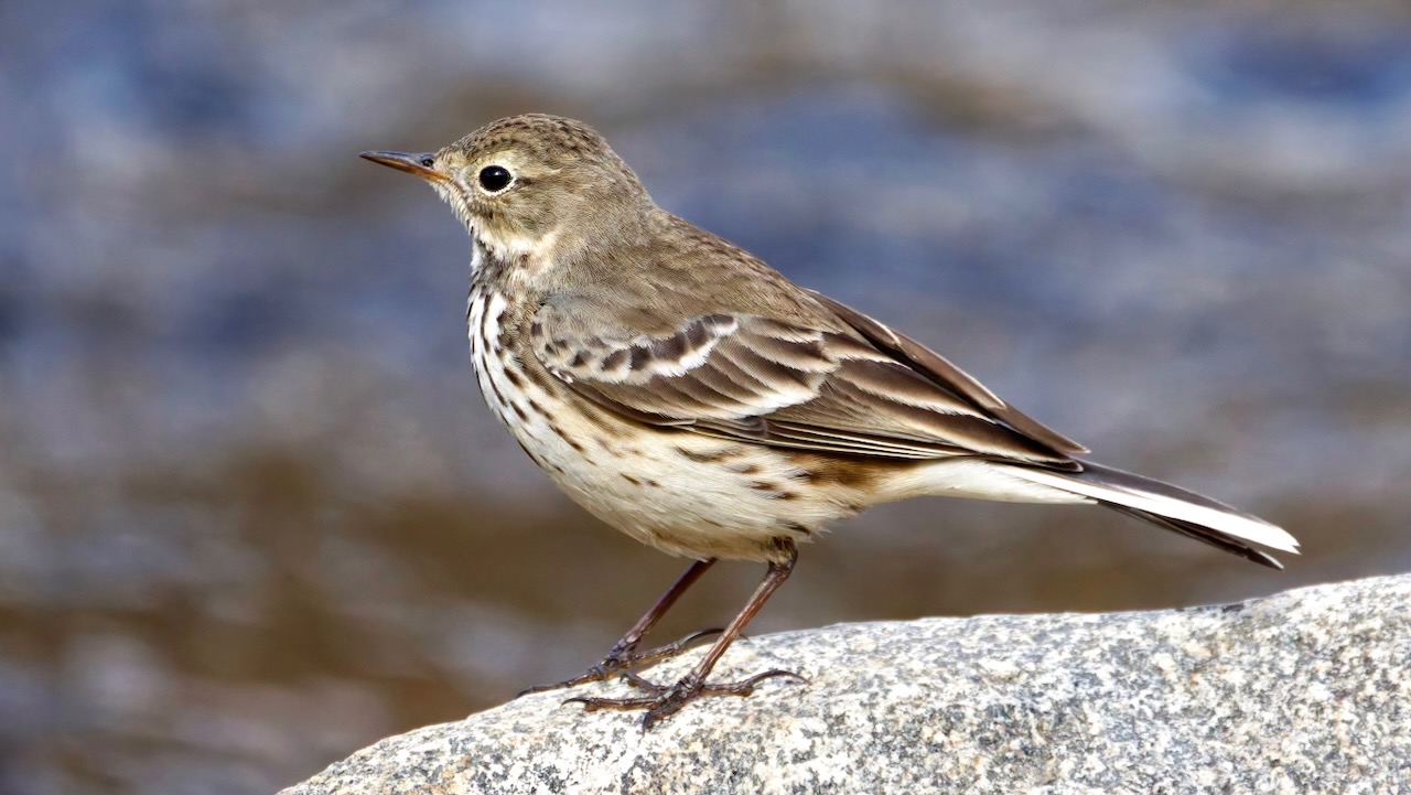 American Pipit