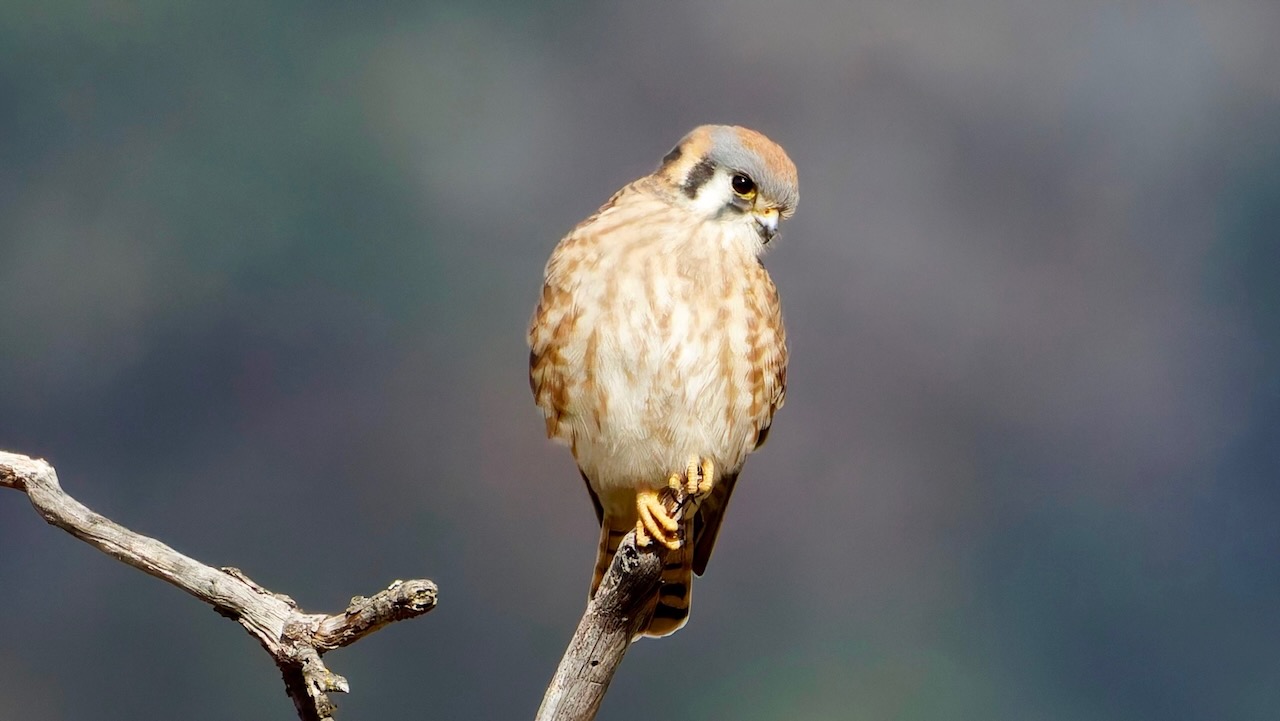 American Kestrel