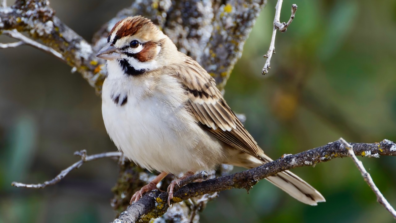 Lark Sparrow