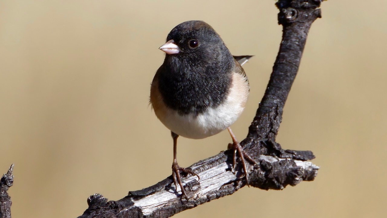 Dark-eyed Junco