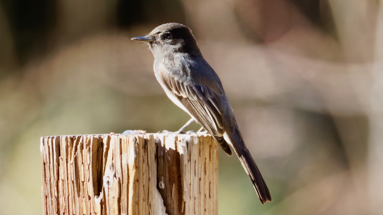 Black Phoebe