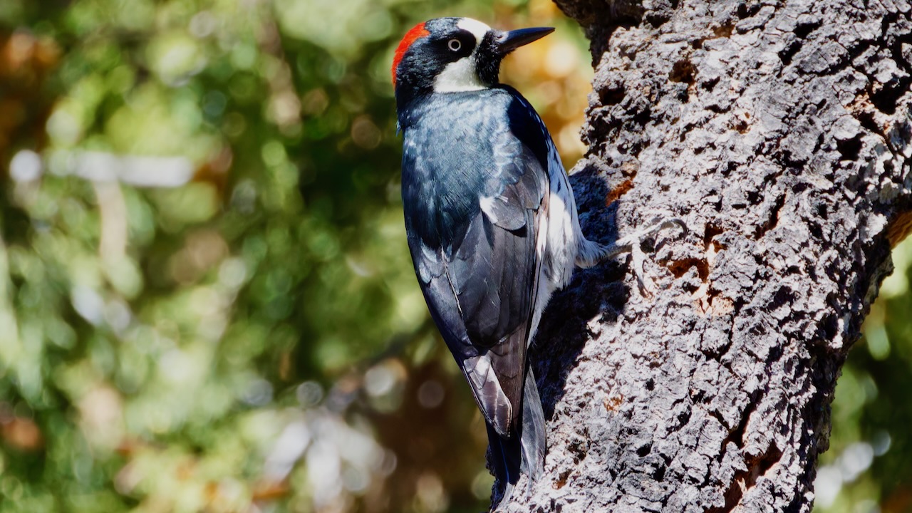 Acorn Woodpecker