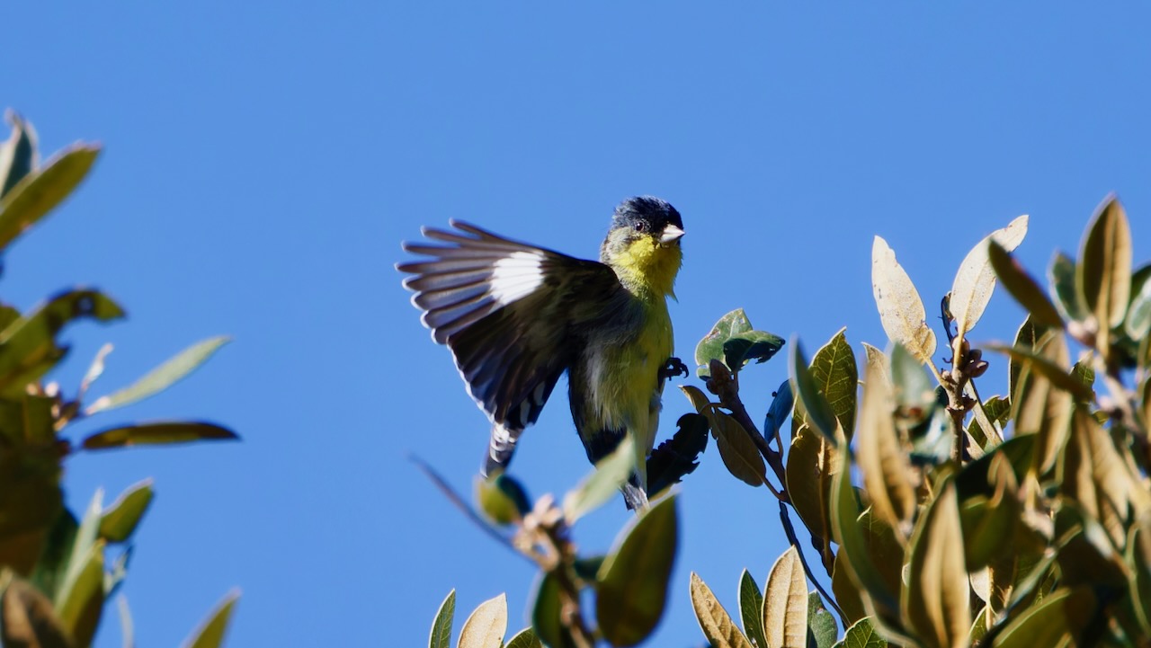 Lesser Goldfinch