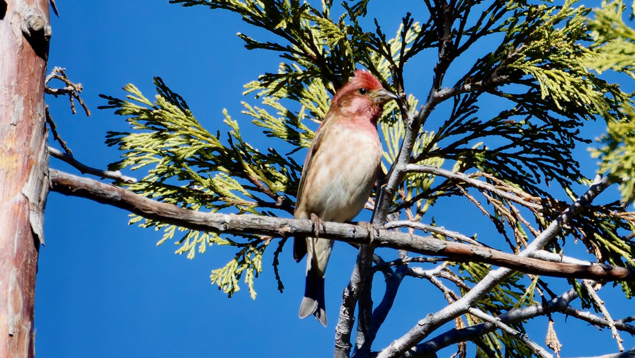 Purple Finch