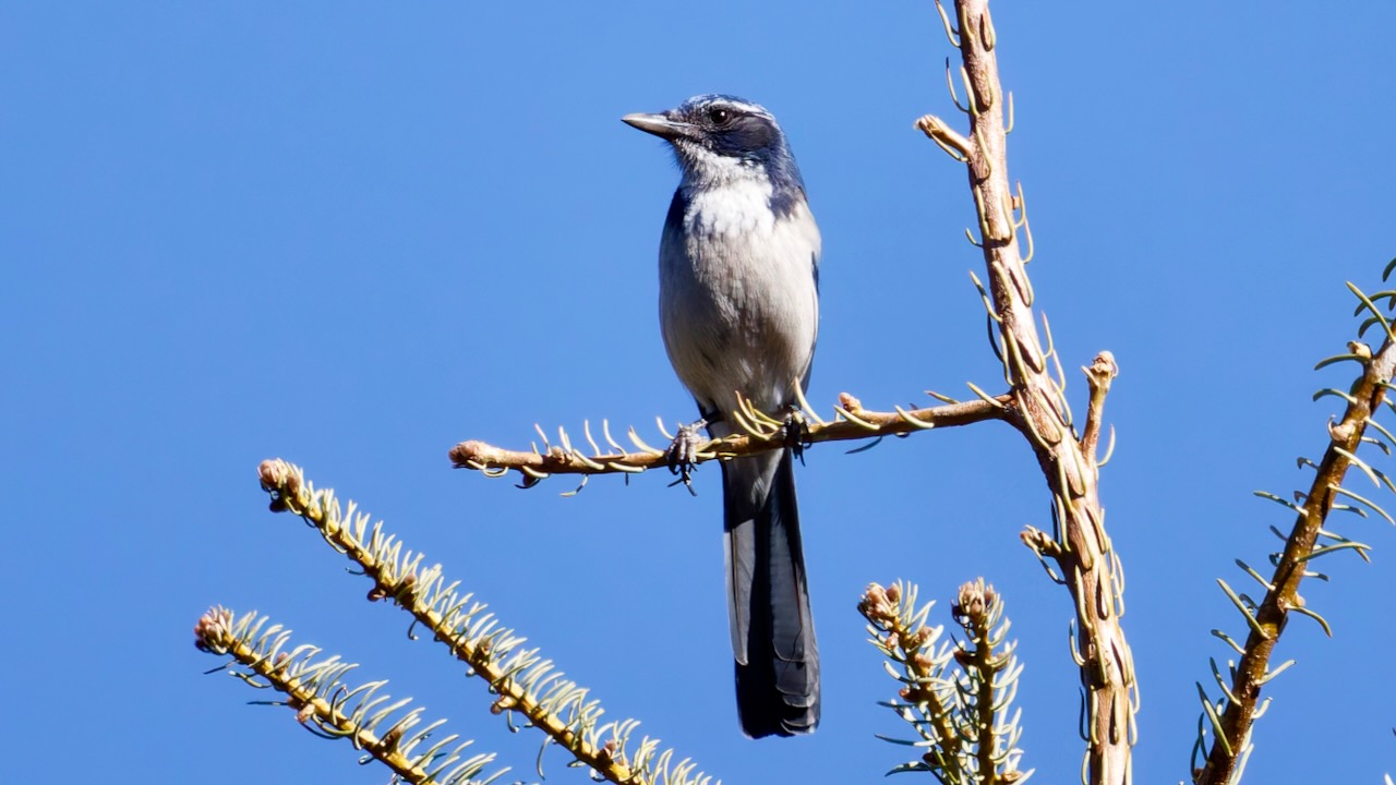 California Scrub-jay