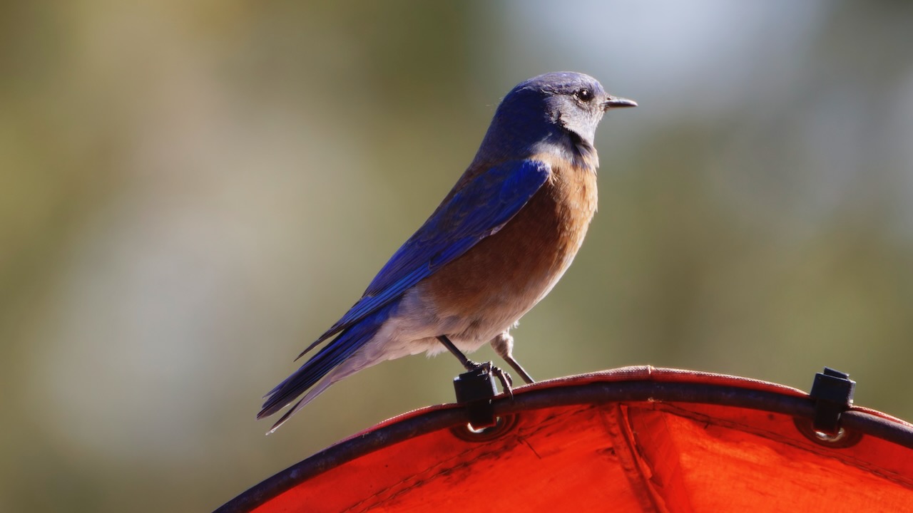 Western Bluebird