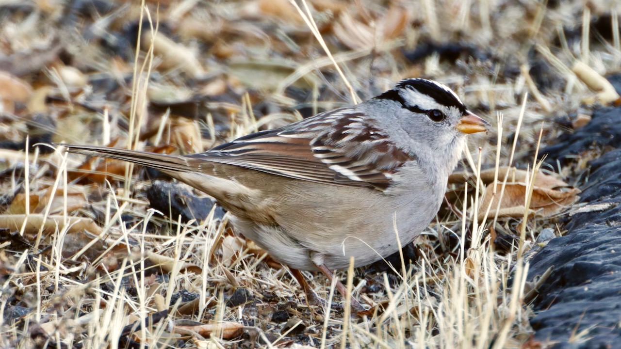 White-crowned Sparrow