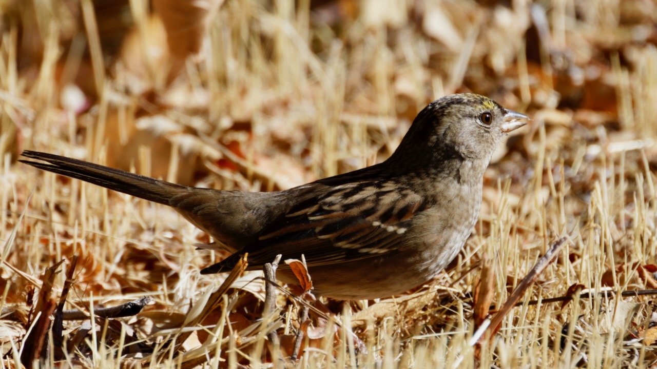 Golden-crowned Sparrow