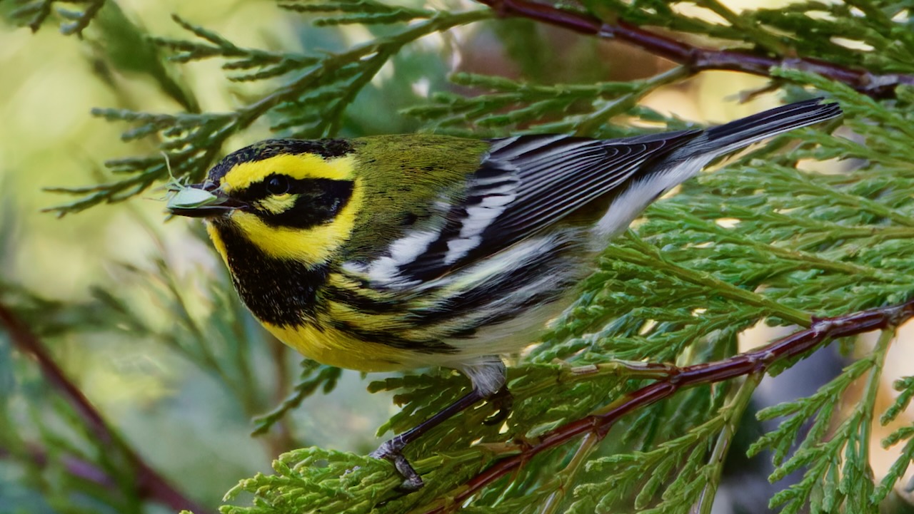 Townsend’s Warbler