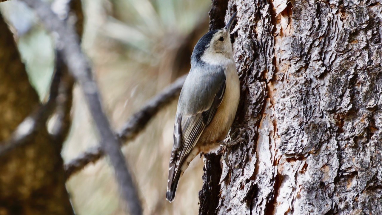 White-breasted Nuthatch