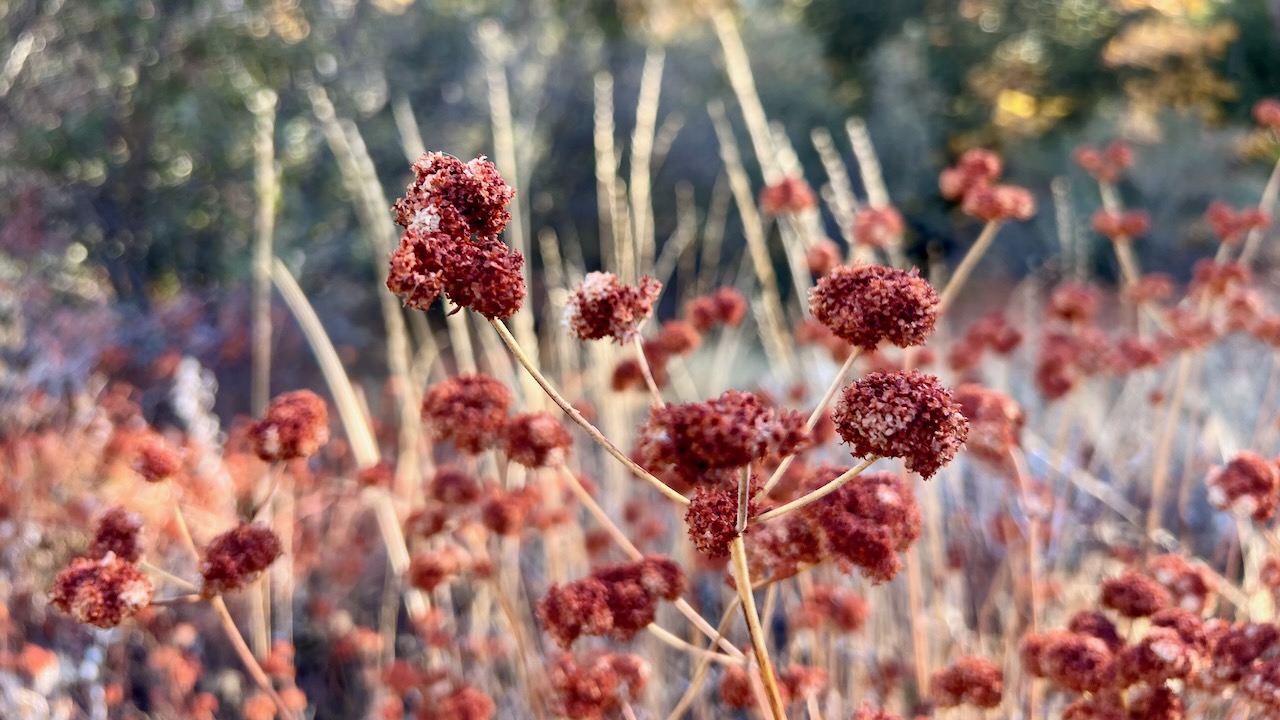 California Buckwheat