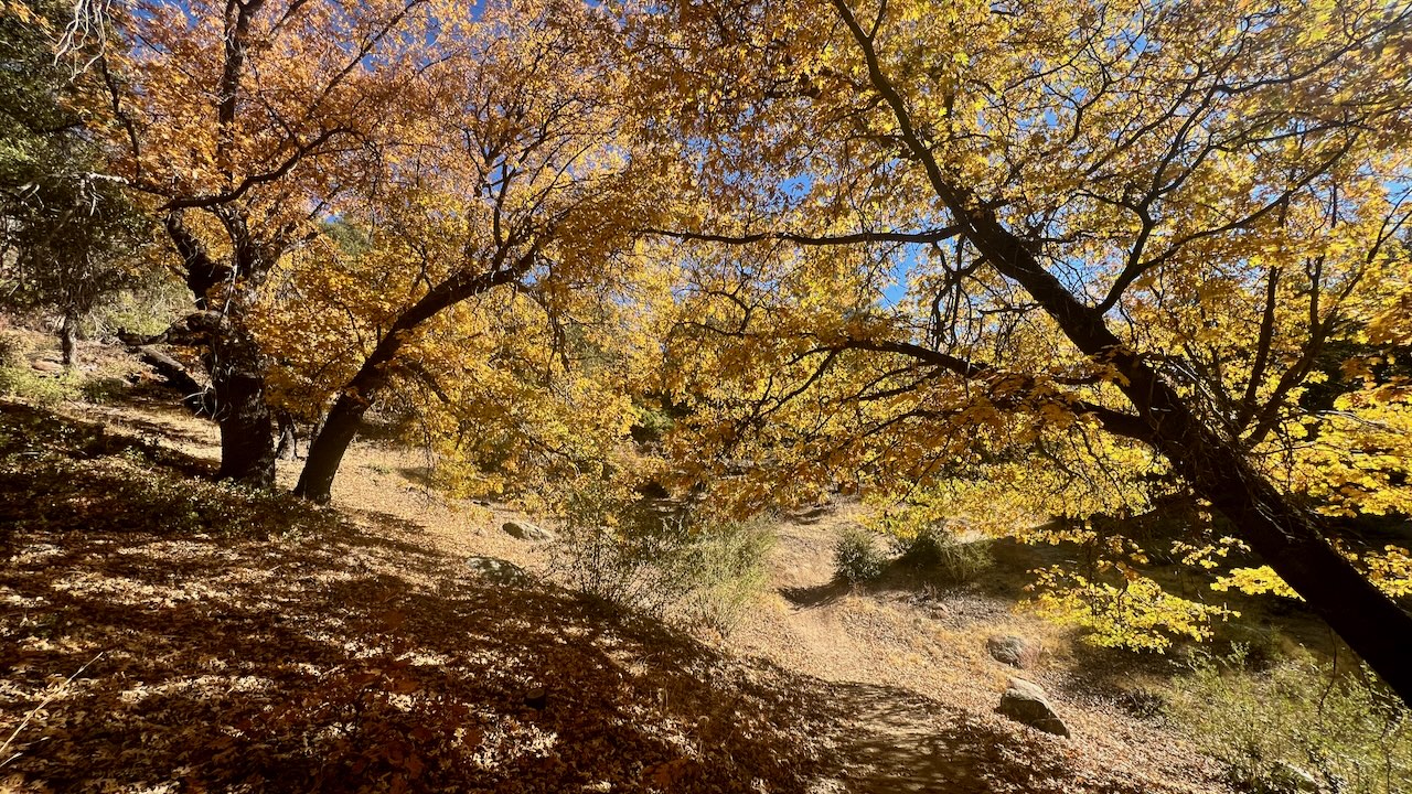 Trail View