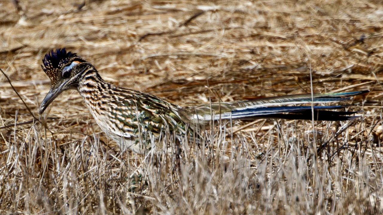 Greater Roadrunner