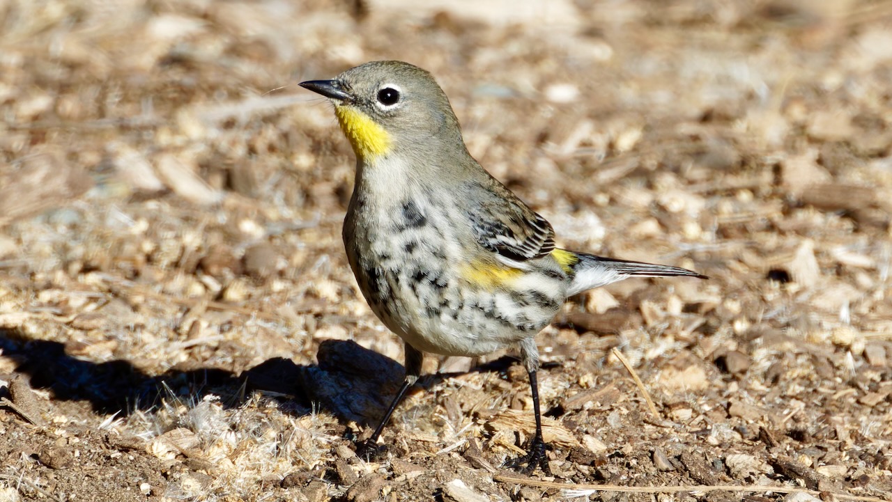 Yellow-rumped Warbler