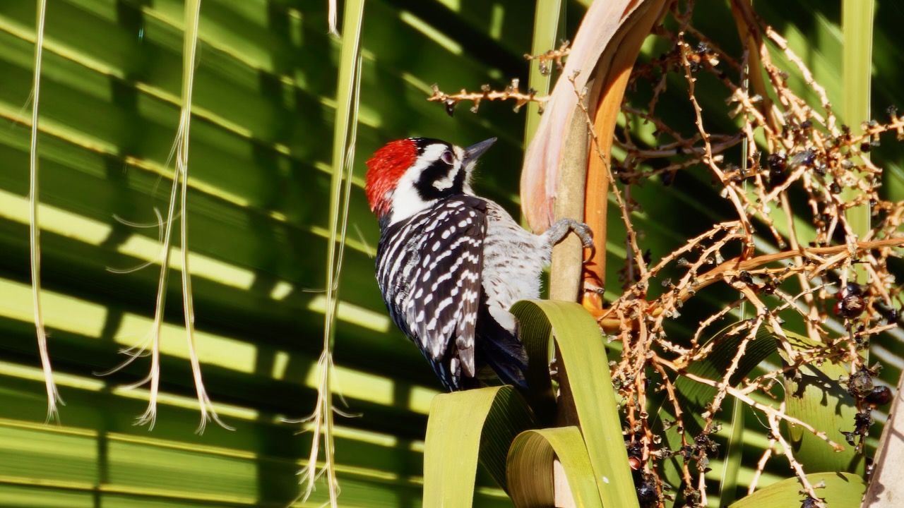 Nuttall’s Woodpecker