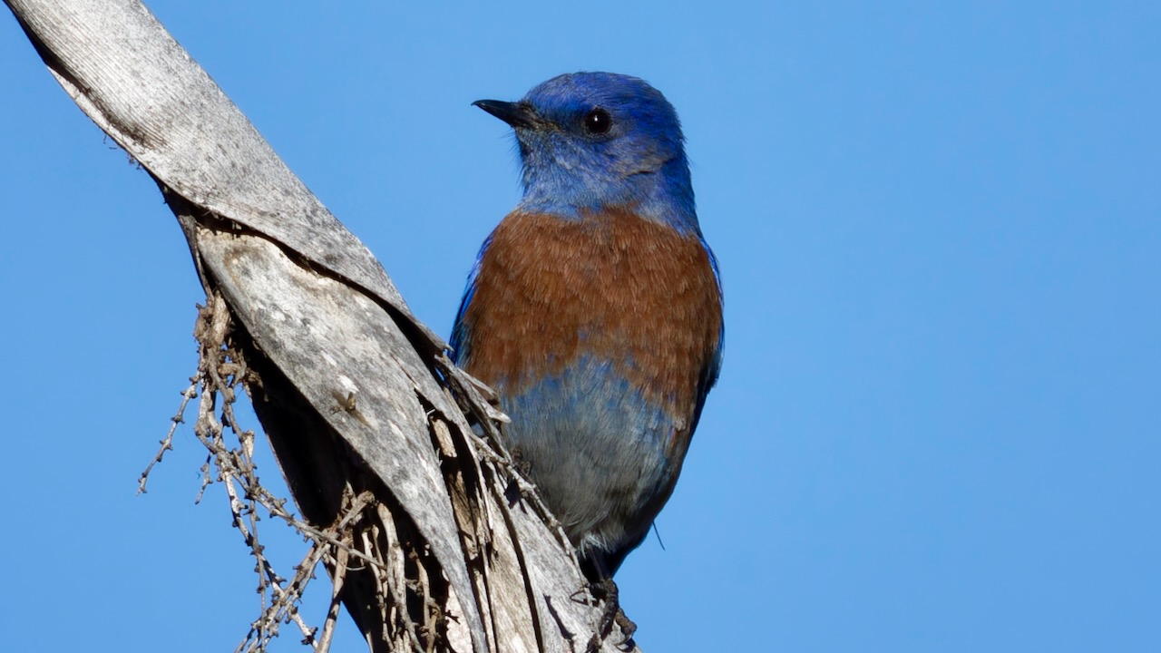 Western Bluebird