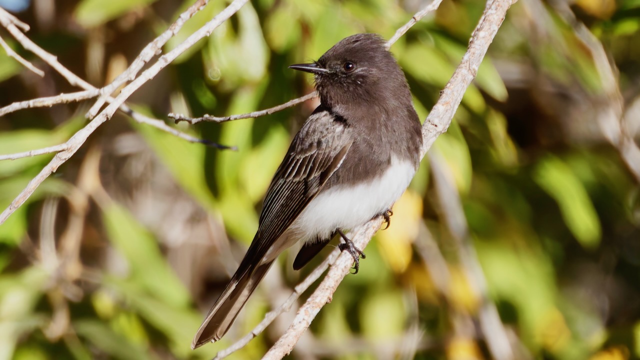 Black Phoebe