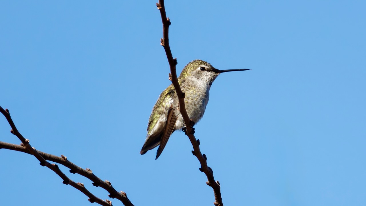 Anna’s Hummingbird