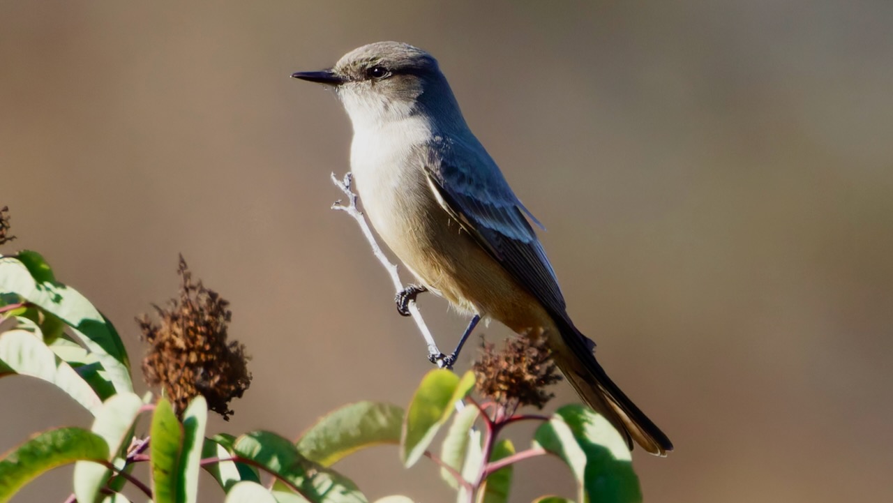 Say’s Phoebe