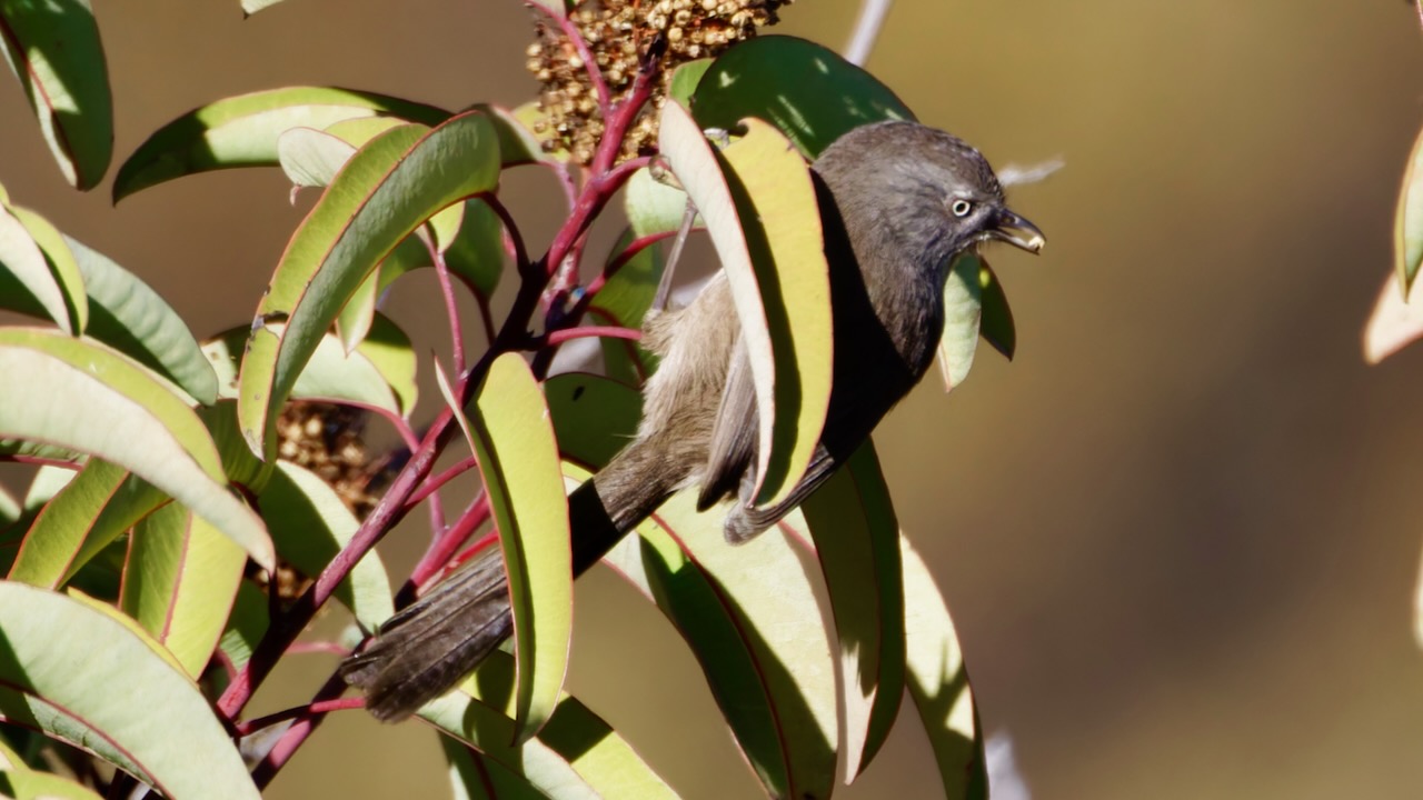 Wrentit