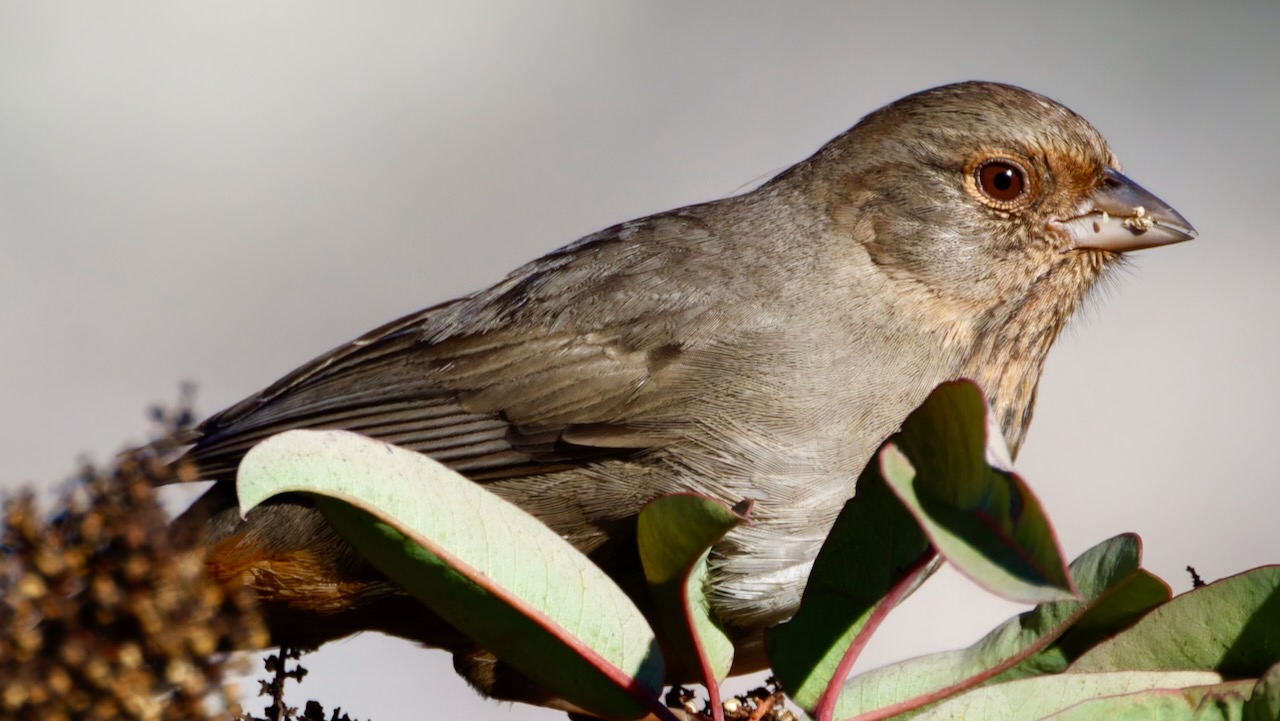 California Towhee