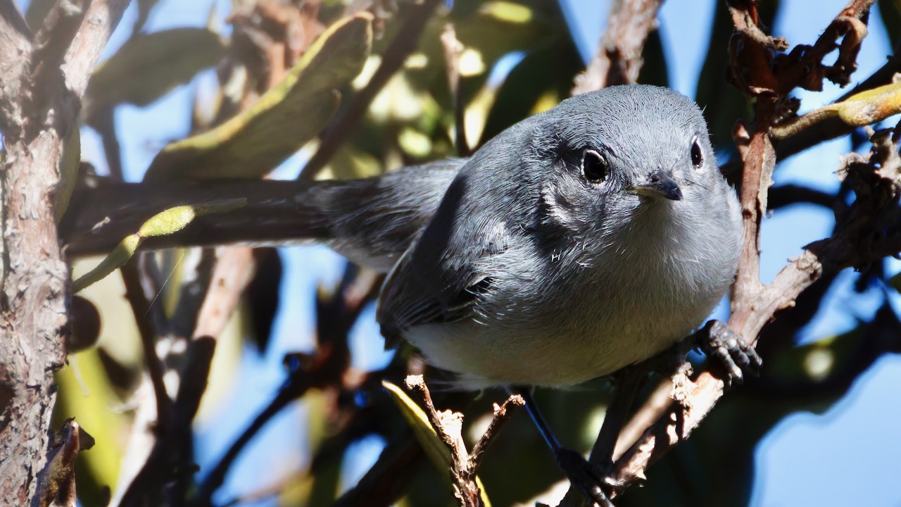 Blue-gray Gnatcatcher