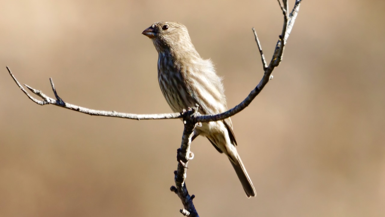 House Finch