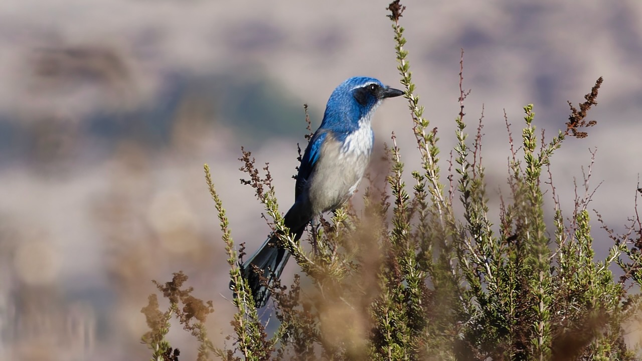 California Scrub-jay