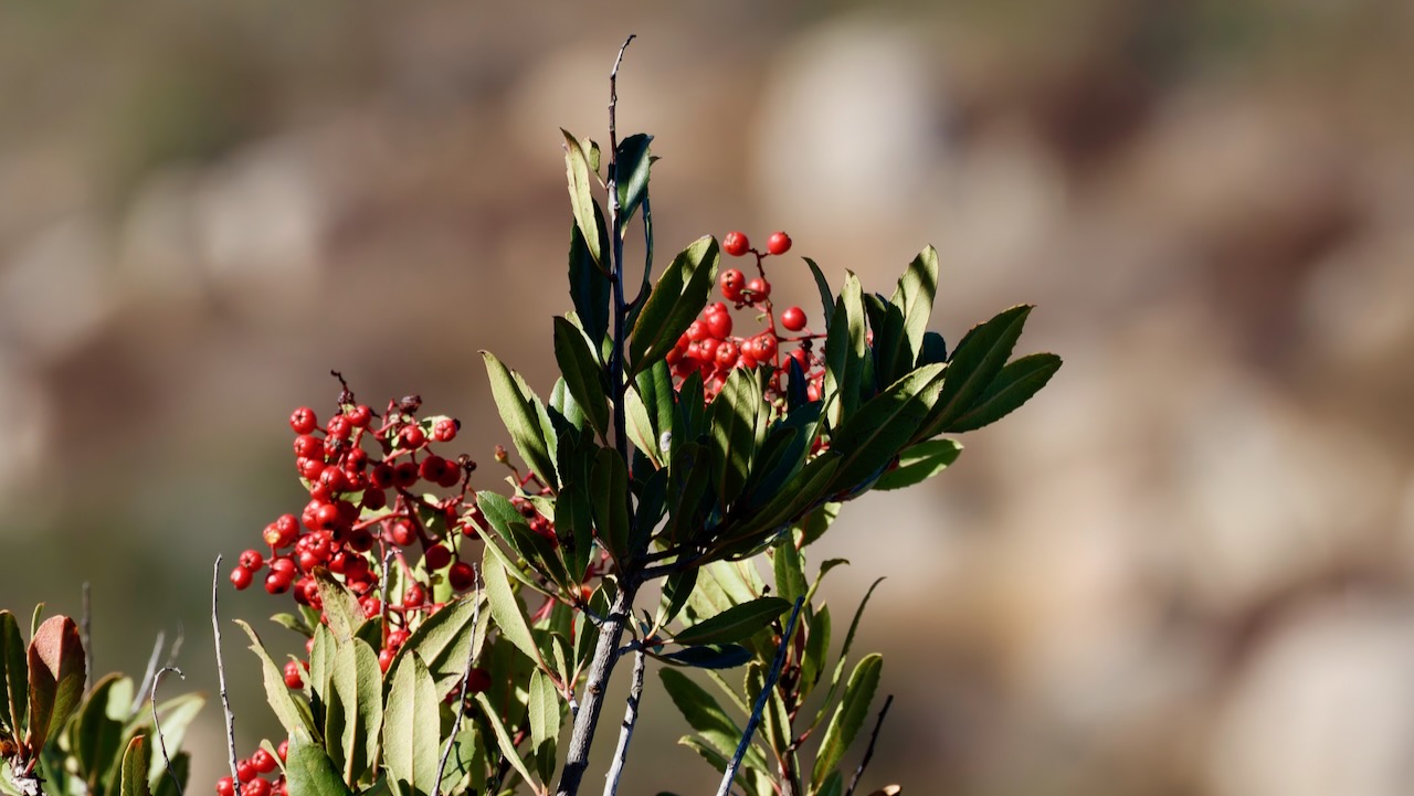 Toyon