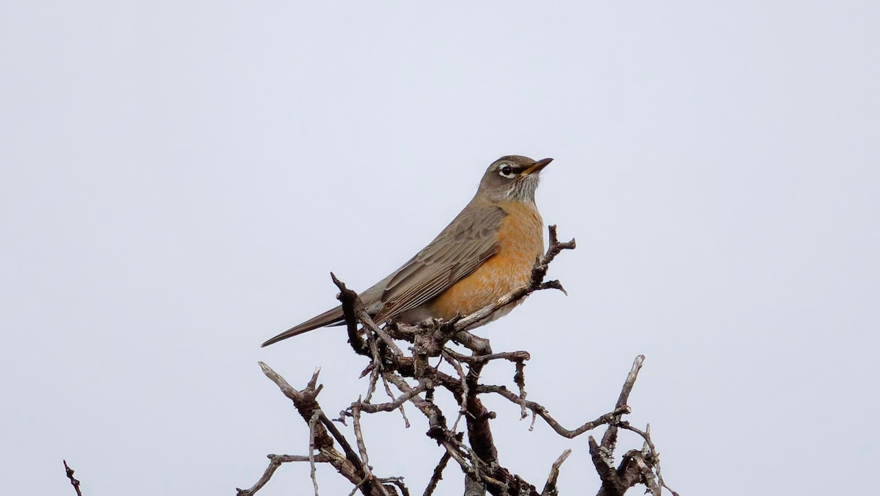 American Robin