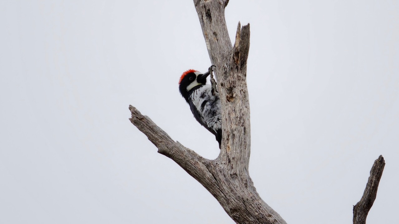 Acorn Woodpecker