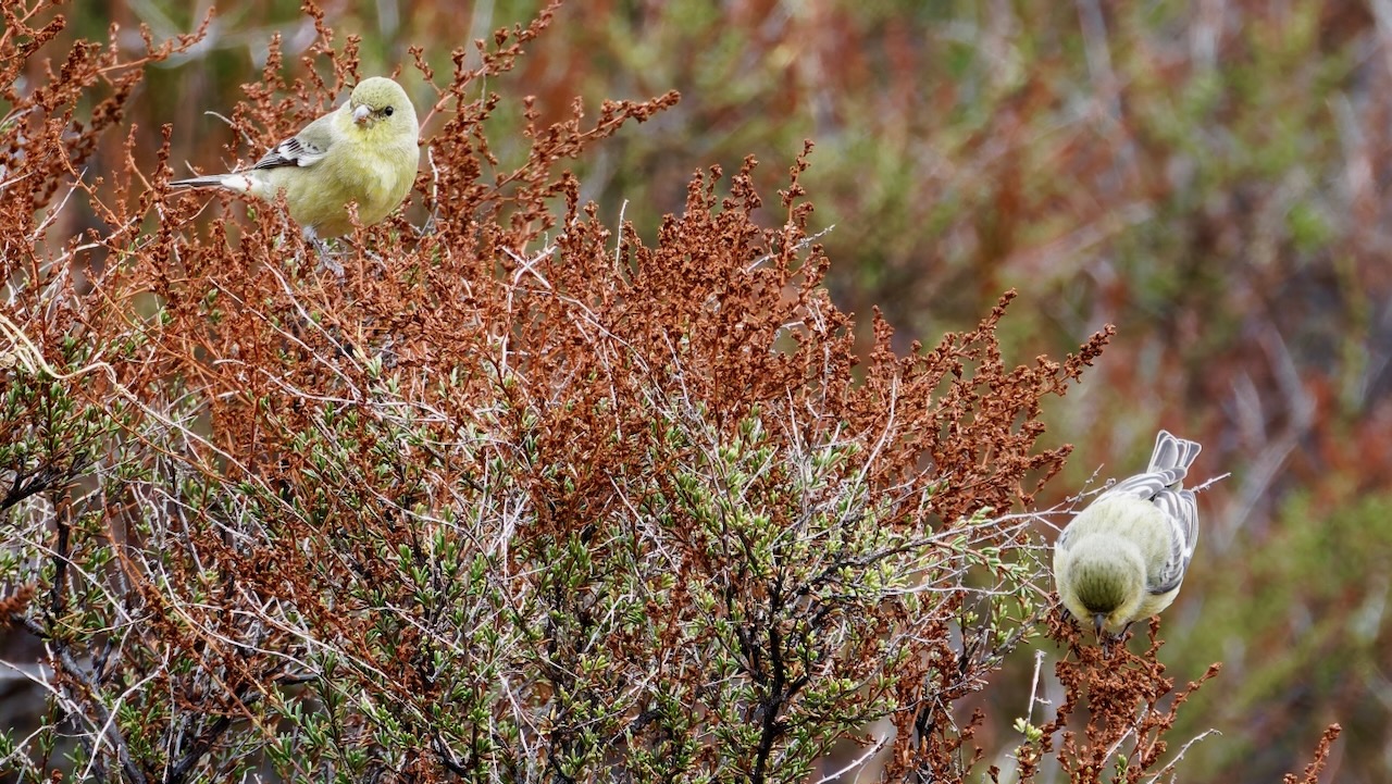 Lesser Goldfinches