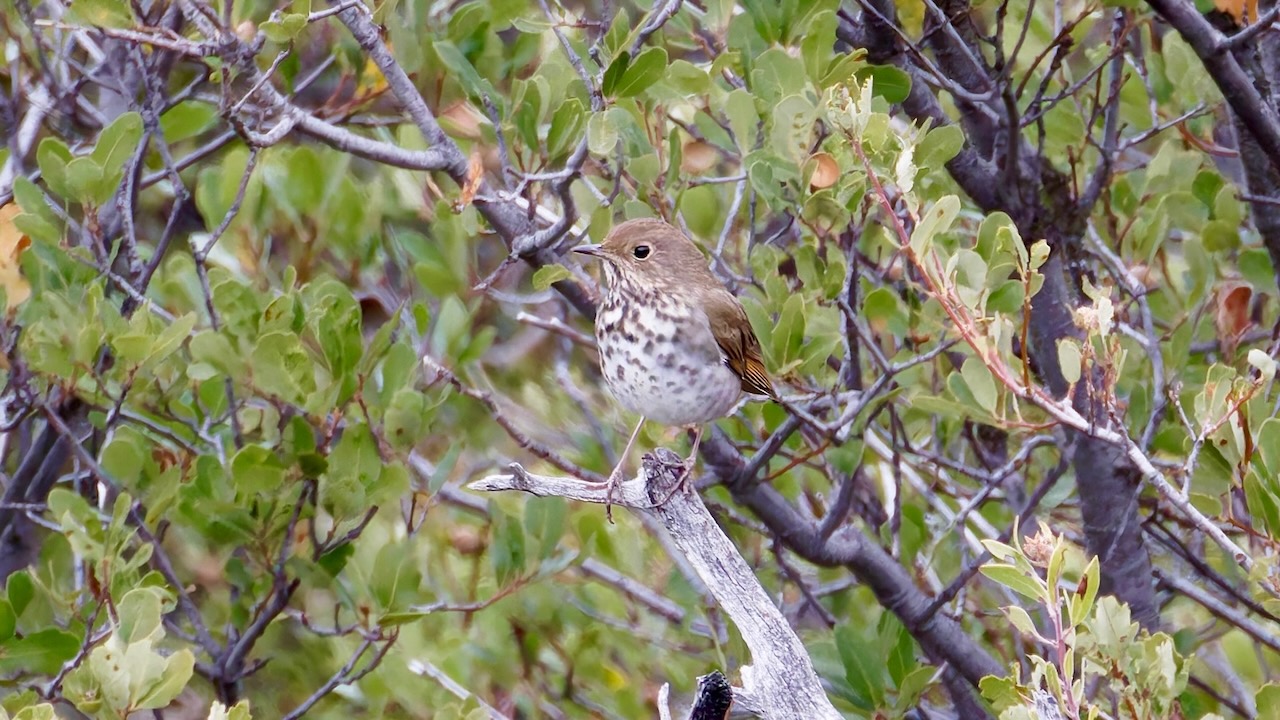 Hermit Thrush