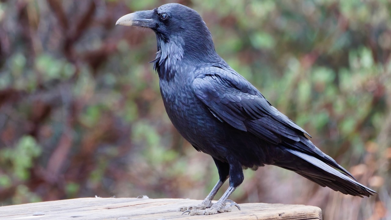 Common Raven