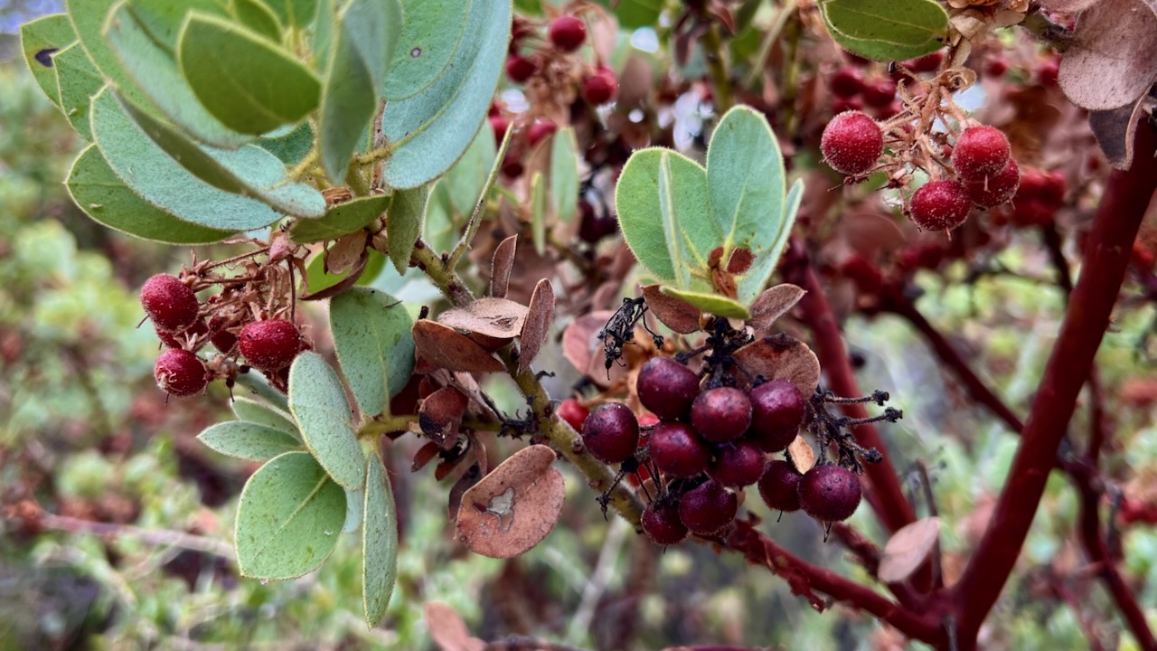 Pringle Manzanita