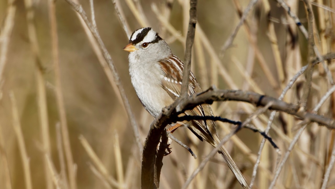 White-crowned Sparrow