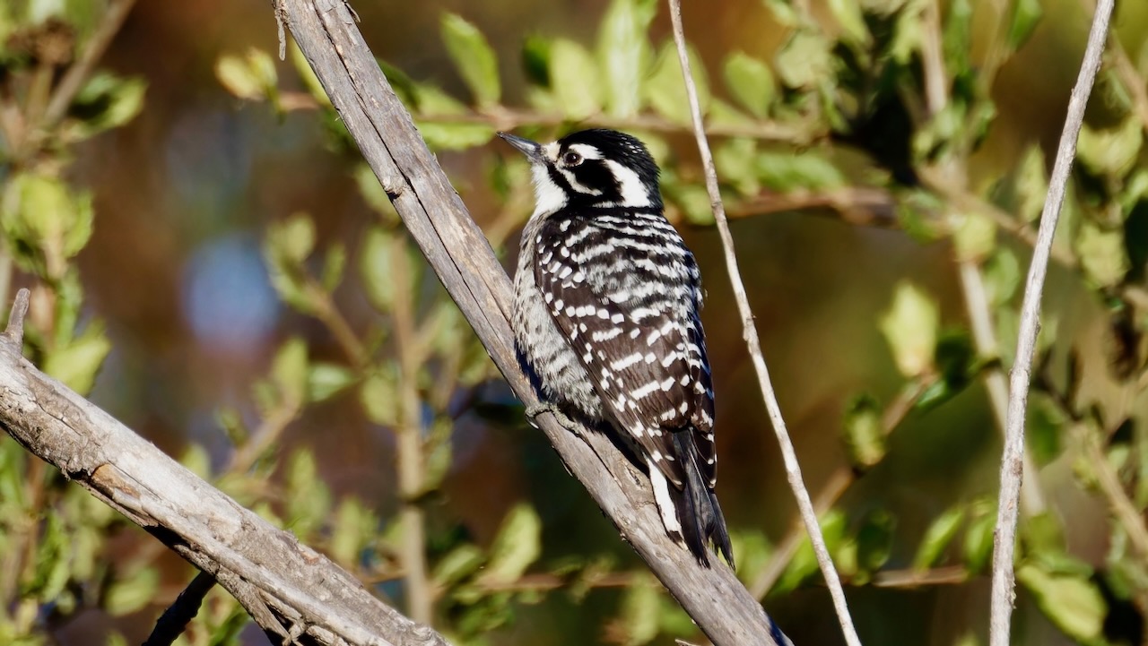 Nuttall's Woodpecker