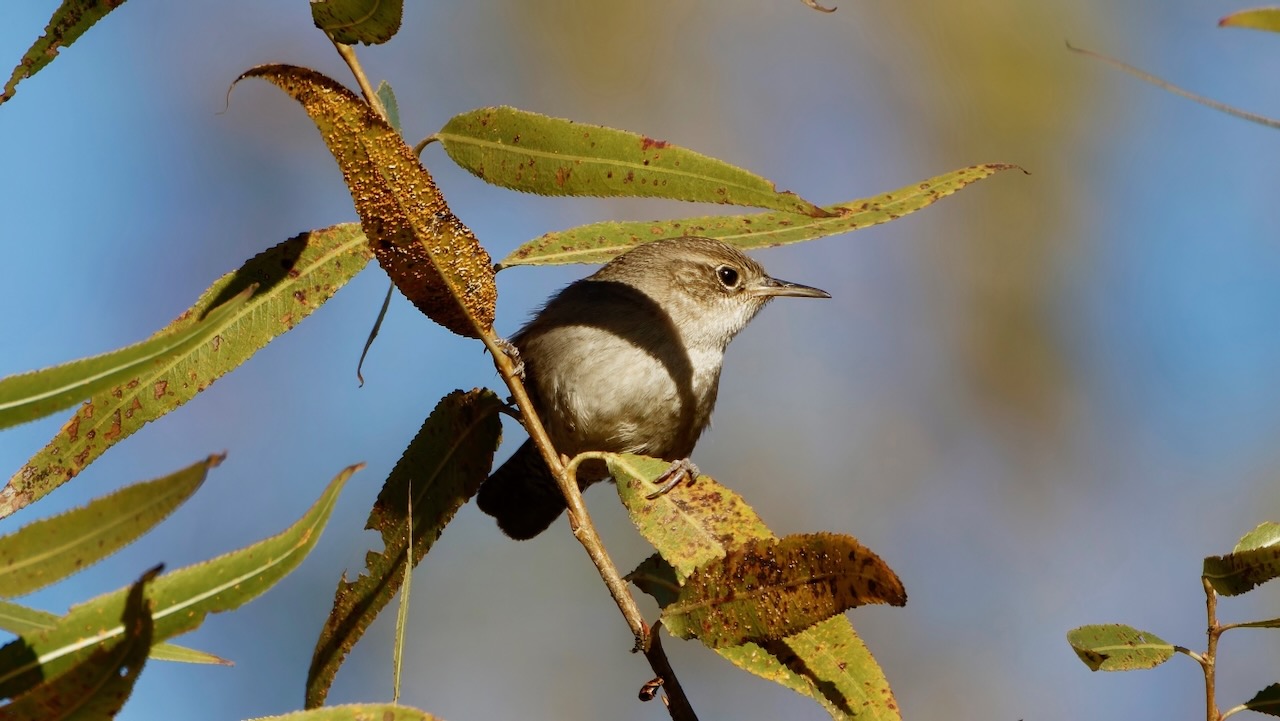 House Wren