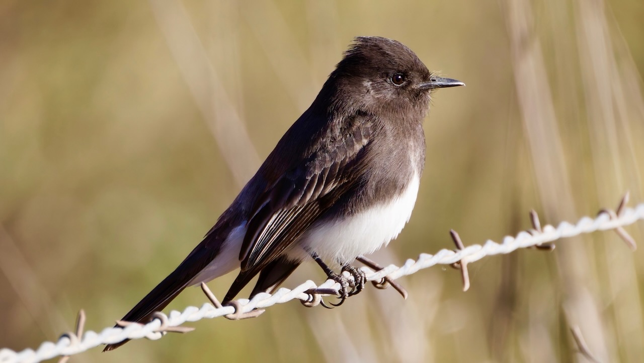 Black Phoebe