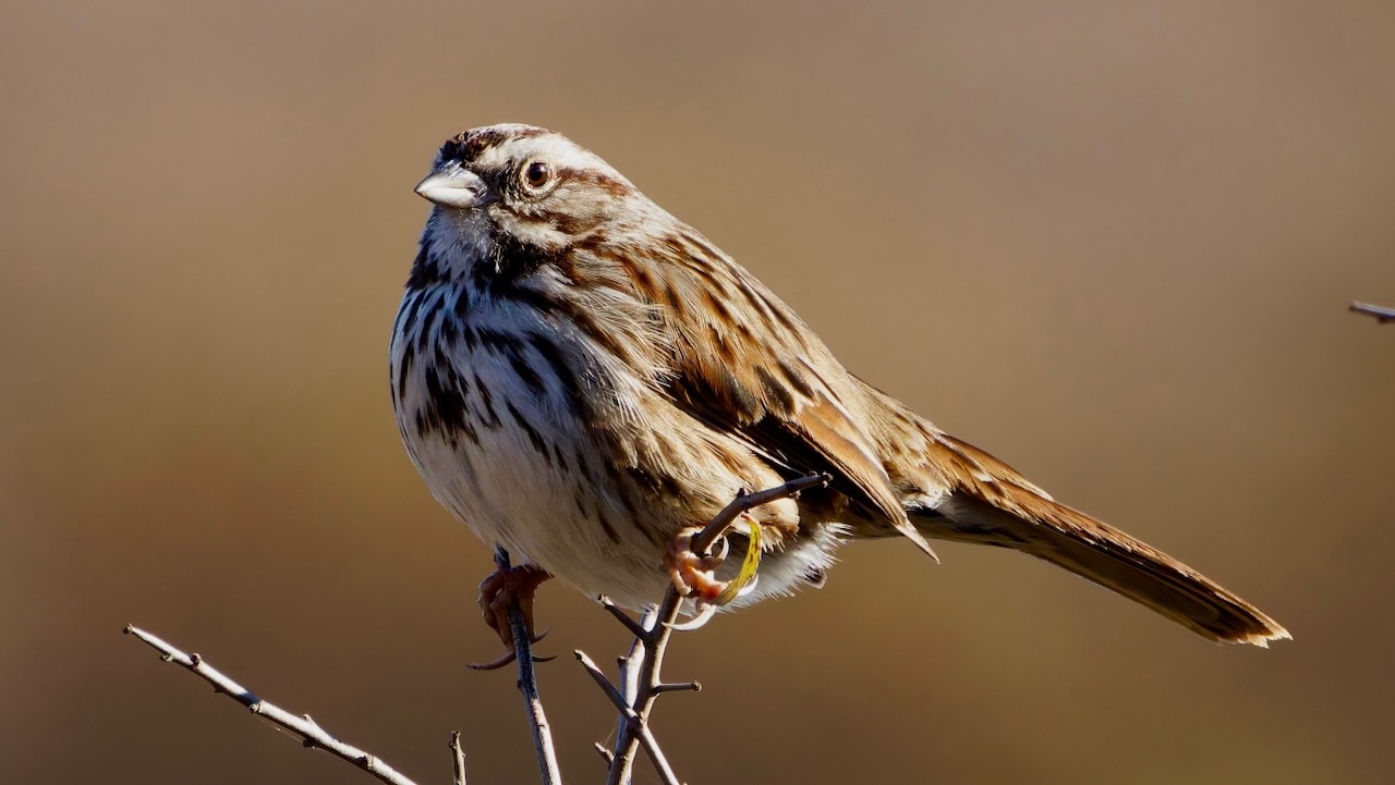 Song Sparrow