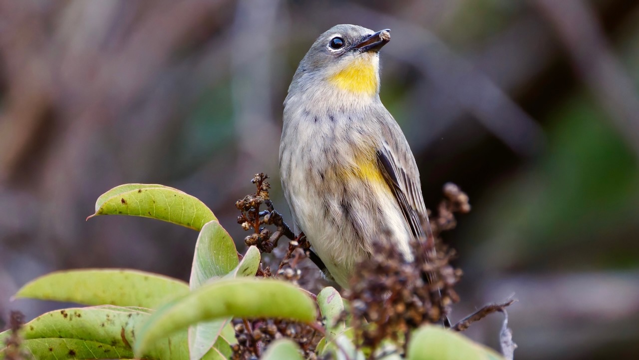 Yellow-rumped Warbler