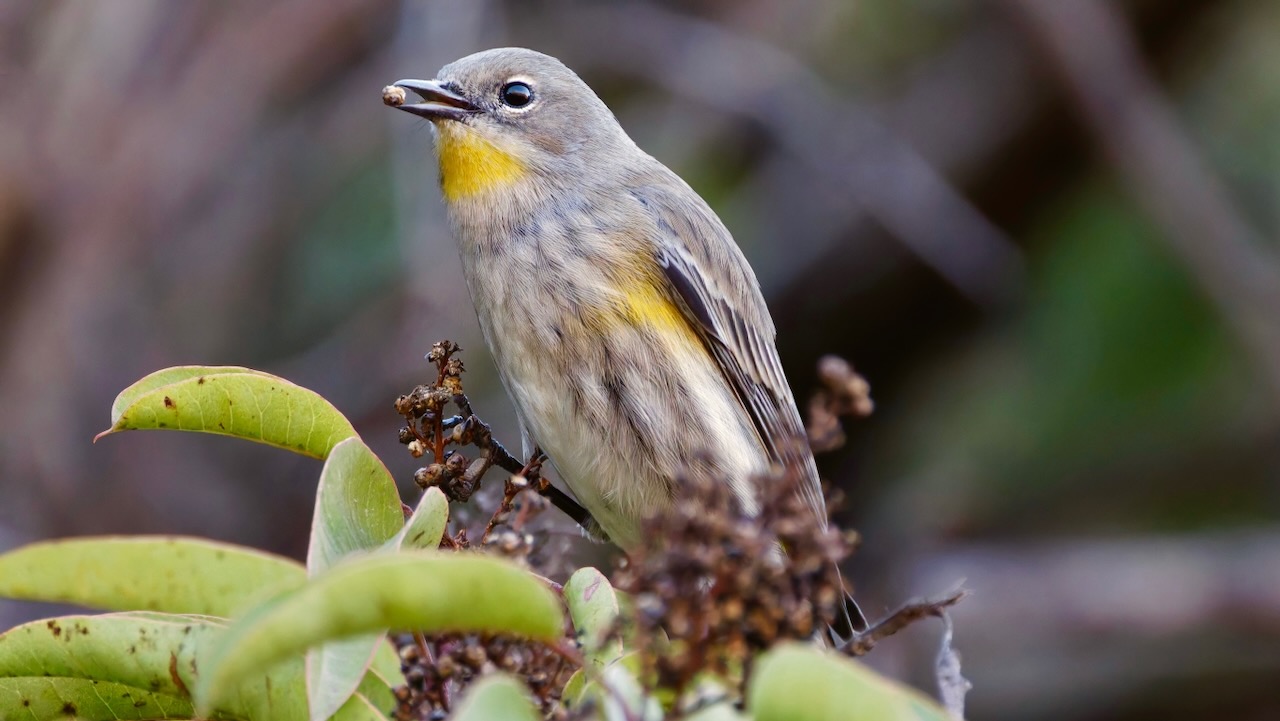 Yellow-rumped Warbler