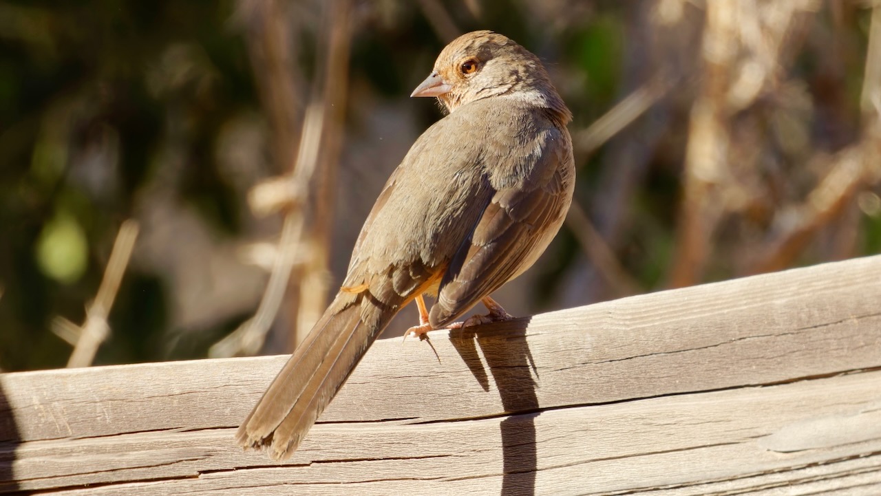 California Towhee