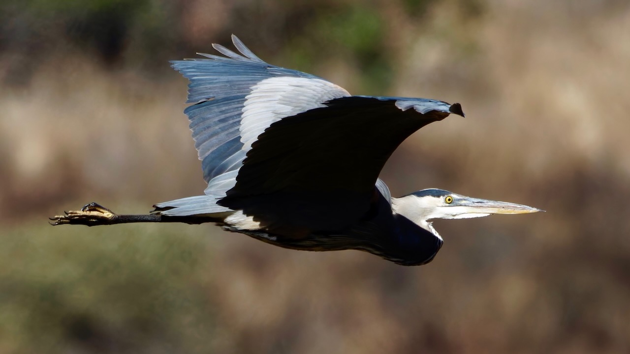 Great Blue Heron