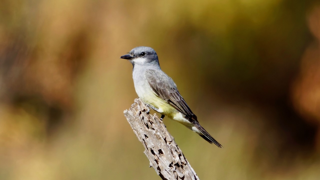 Cassin's Kingbird