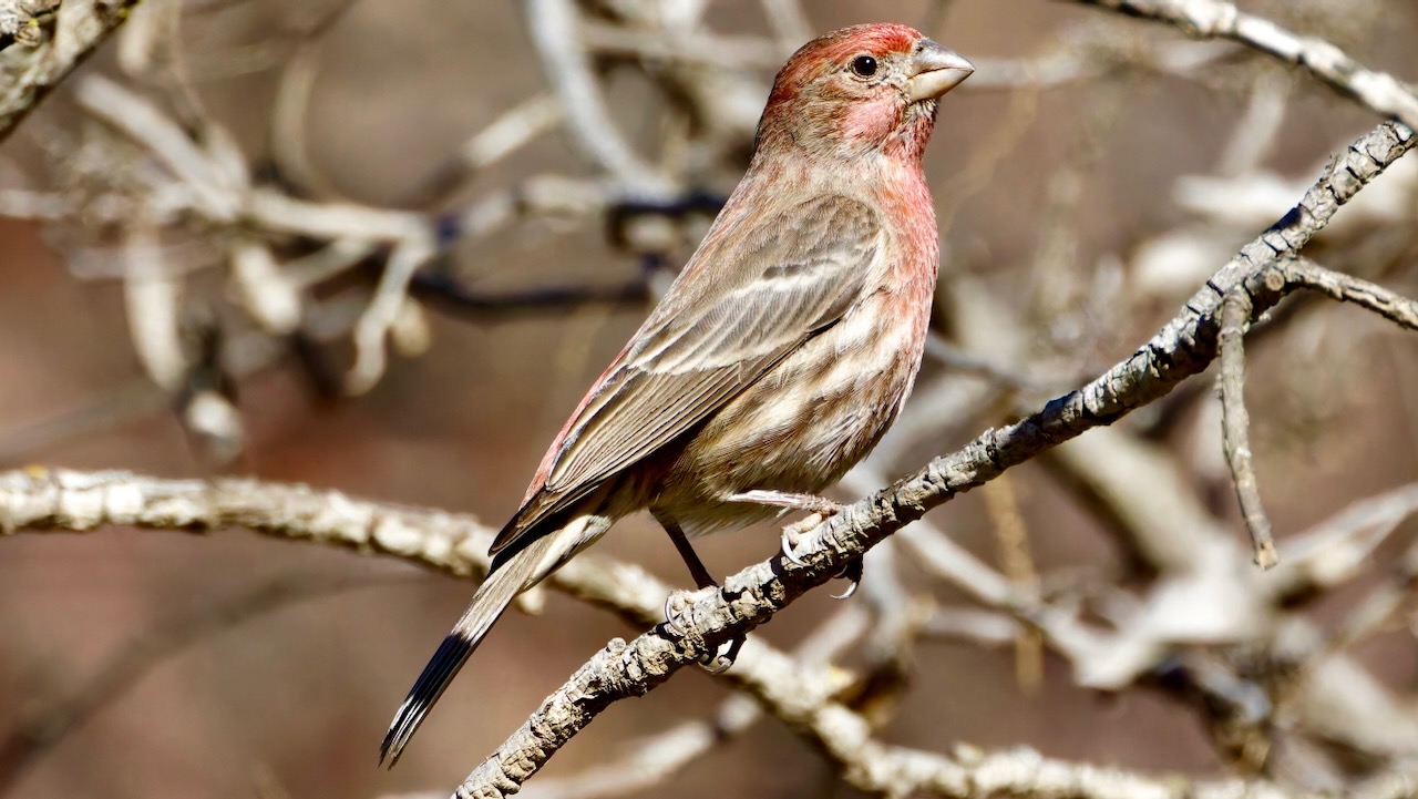 House Finch